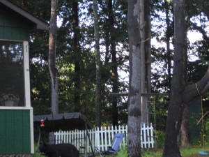 bear Looking for Dinner?