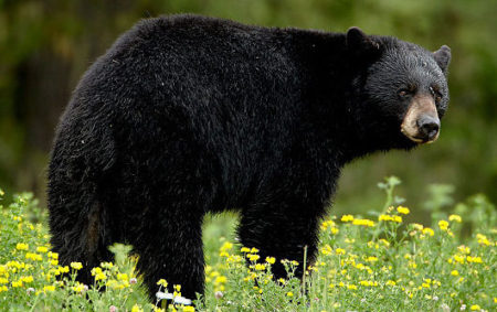 Black_bear
